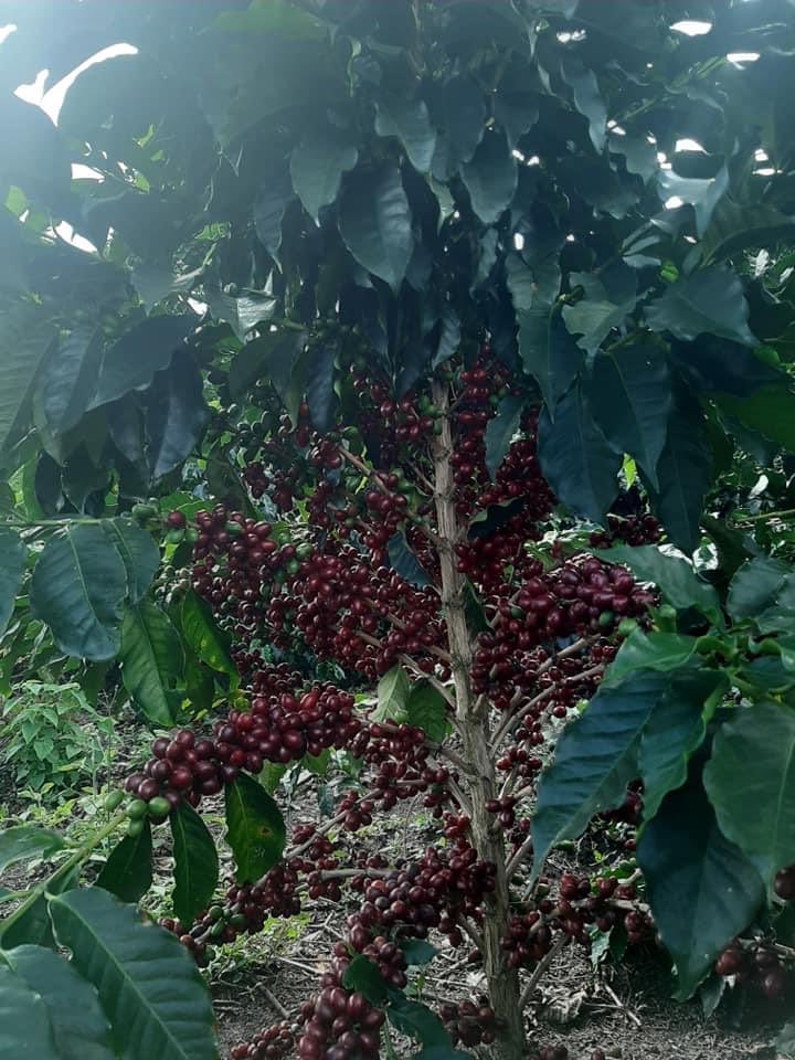 La belleza de lo simple; la hermosura de lo natural y la alegría de la cosecha.