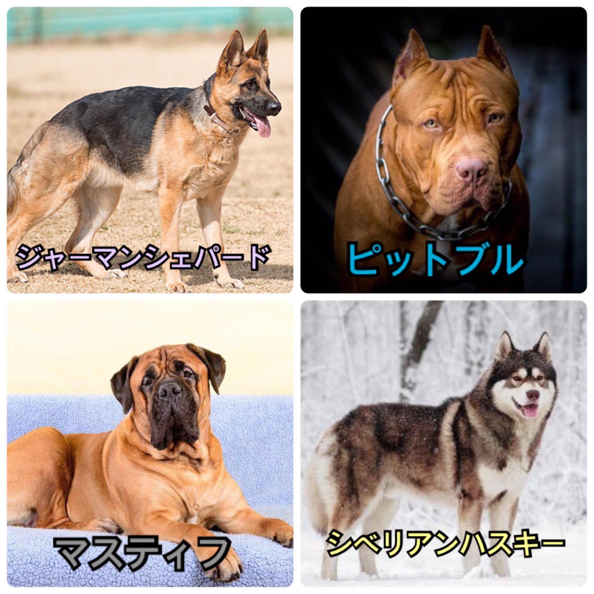 توییتر 太刀魚 در توییتر 1枚目 平野紫耀さんを犬猫に例えたメンバー 岸くん シェパード じんくん ピットブル 廉ちゃん マスティフ かいちゃん シベリアンハスキー 2枚目 自分を犬猫に例えた平野紫耀さん アメリカンボブテイル 3枚目 わたしが