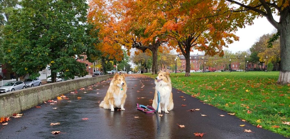 BostonParksDept's tweet photo. 🌳 💨 🍁 🐾  It's a beautiful day for leaf (&amp; pup) peeping right in your own backyard. Has your block hit peak foliage yet? #fallinBoston #fallcolors

https://t.co/vIE60EImOu https://t.co/m54Dm4DpfX