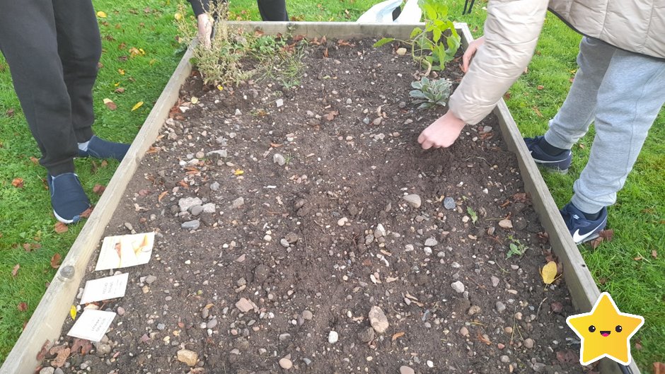 Redwood1_'s tweet photo. Gardening in the Allotment with Maples OT today 🥕🥬🧅@MaplesDept #HealthyFood https://t.co/yee39fvrmF