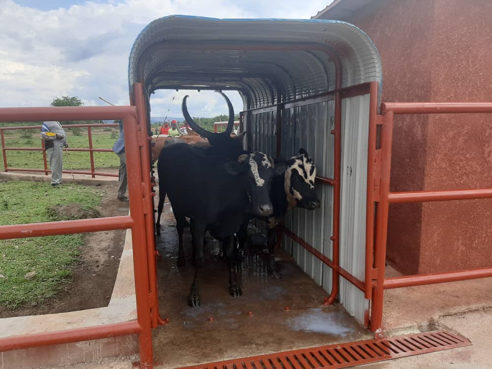 Bwubatswe ku bufatanye bwa #RDDP (Umushinga wa Minisiteri y'Ubuhinzi n'Ubworozi uteza imbere ubworozi bw'inka zitanga umukamo) na Heifer International Rwanda (umushinga w’Abanyamerika ufasha mu bworozi bw’inka)