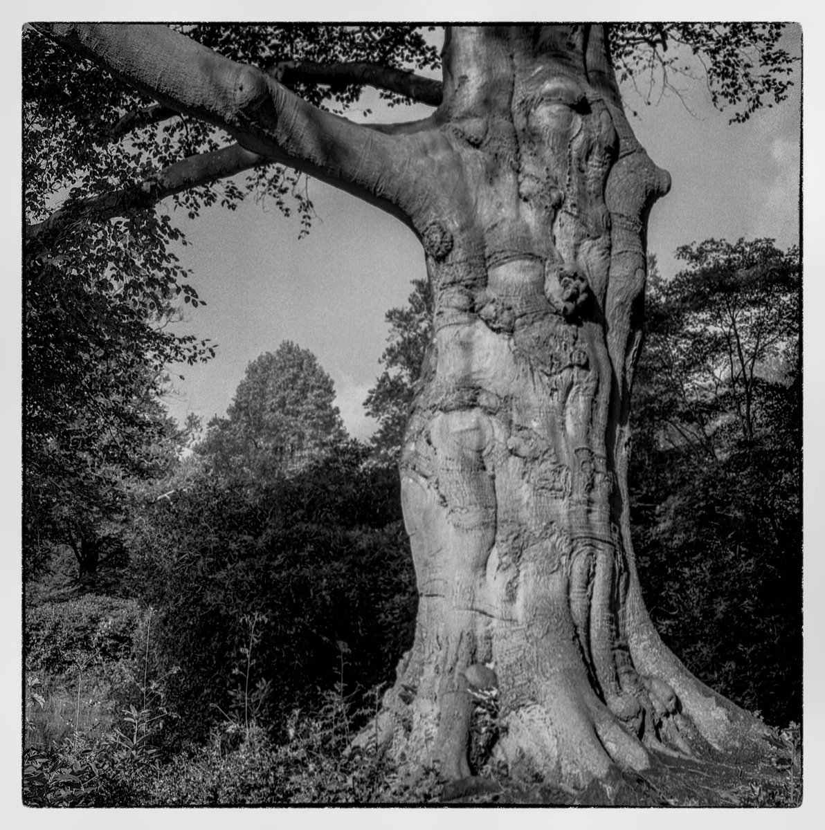 bertbielderman's tweet image. Strong nature. Rolleiflex 2.8F with Ilford Hp5, development Amaloco AA74 #analog #filmphotography #photooftheday #Ilford