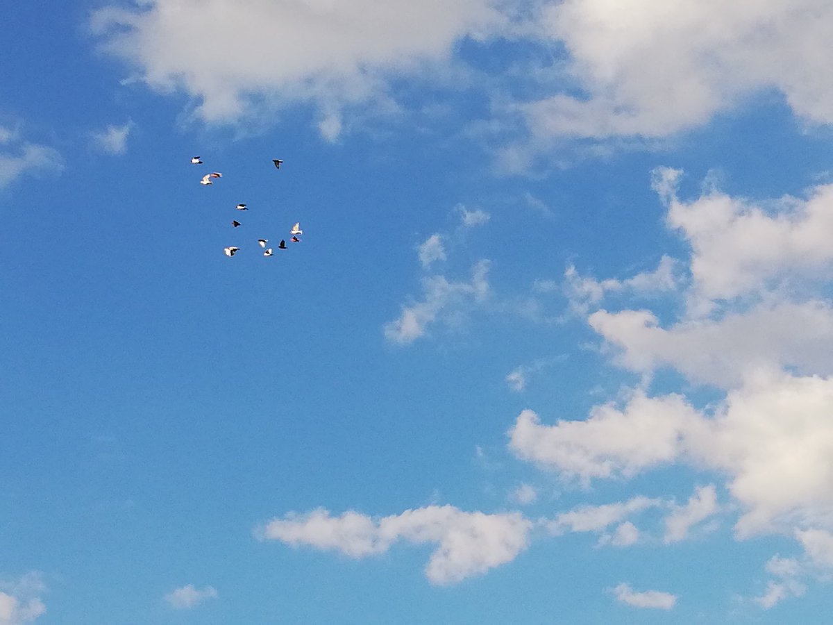 "Belki üstümüzden bir kuş geçer.. "
#yükseksadakat #iyiaksamlar #Persembe #picemiyeti