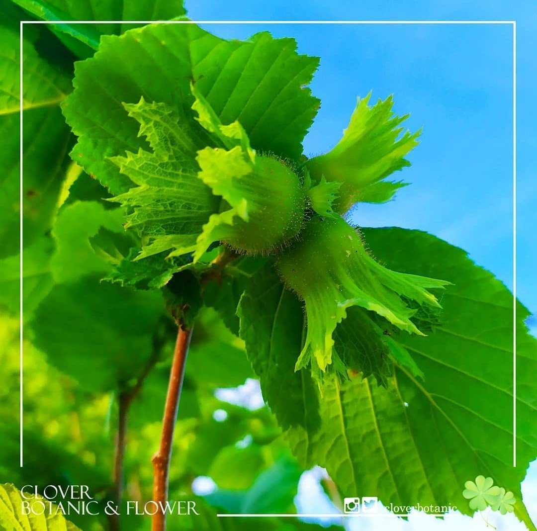 Cloverbotanic's tweet photo. Corylus colurna | #Türkfındığı 🌰🌰
🌰20-25 metreye kadar boylanabilir.
🌰Çiçeklenme zamanı Mart-Nisan 'dır.
🌰Güneş sever, ışık sever.

#Fındık https://t.co/eGsHjNyT0c