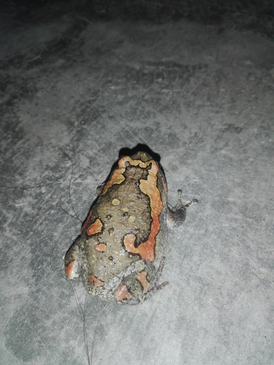 prabhatkiran79's tweet photo. Painted Frog (Kaloula pulchra)
#croakingmonsoon2020 #croakingmonsoon #paintedfrog #frogsofnepal https://t.co/gGl7XX11mv
