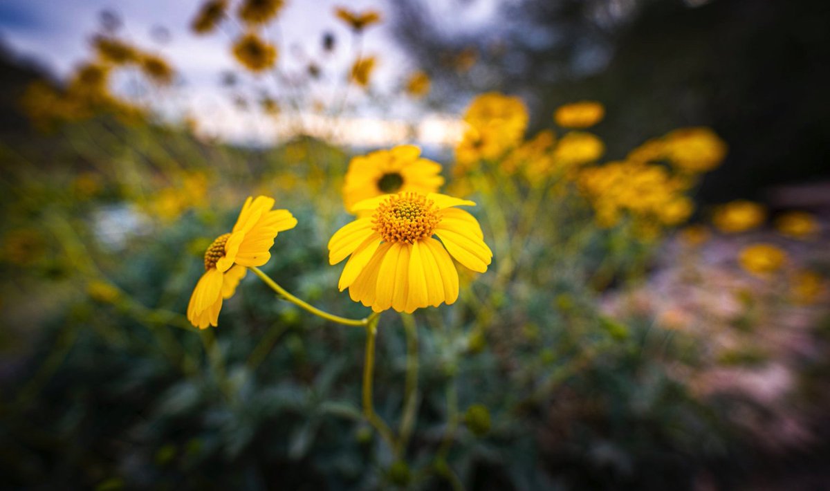 CityofPhoenixAZ's tweet photo. Today is day 22 of our #31daysofPHX. This is our way of showcasing the best views of the nation's 5th largest city. When you see wildflowers flowers on a Phoenix Trail, what's the first thing that comes to mind?
#BigCityLife #PHX #Phoenix #PHXParks #Park #Parklife #wildflowers https://t.co/It0KxRATgt