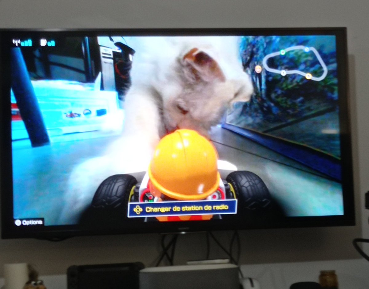 CallMeFlowie's tweet image. C&apos;est l&apos;anniversaire de mon @GGolp_ aujourd&apos;hui ! ❤️

Il a reçu son cadeau. Mais les chats mènent la vie dur à #Mario  ! 😅

#MarioKartLiveHomeCircuit