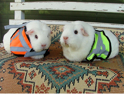 jogscotland's tweet image. GET YOURSELF SEEN! 👀 It’s important to wear high vis and reflective material, like these fabulous models, when you’re running in low light or after dark. Headtorches can be👍but don't shine them in others' eyes, direct your lights to the pavement rather than straight ahead.