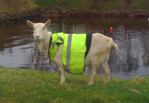 jogscotland's tweet image. GET YOURSELF SEEN! 👀 It’s important to wear high vis and reflective material, like these fabulous models, when you’re running in low light or after dark. Headtorches can be👍but don't shine them in others' eyes, direct your lights to the pavement rather than straight ahead.