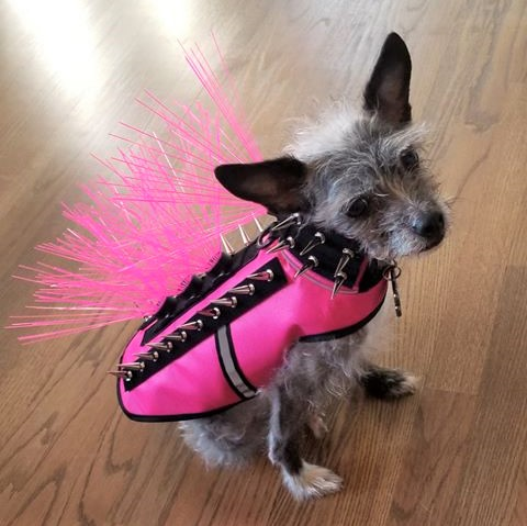 CoyoteVest's tweet photo. Today is National Make a Dog's Day. ๐ถ
Treats, walks, or belly rubs? How will you make your dog's day today? โจ
#nationalmakeadogsday #makeadogsday #spoilyourdog #divadogs #puppylove #puppyloversofinstagram #instadog #dogsofinstagram #spikevest #coyotewhiskers #smalldogsafety https://t.co/16YqWaiyPw