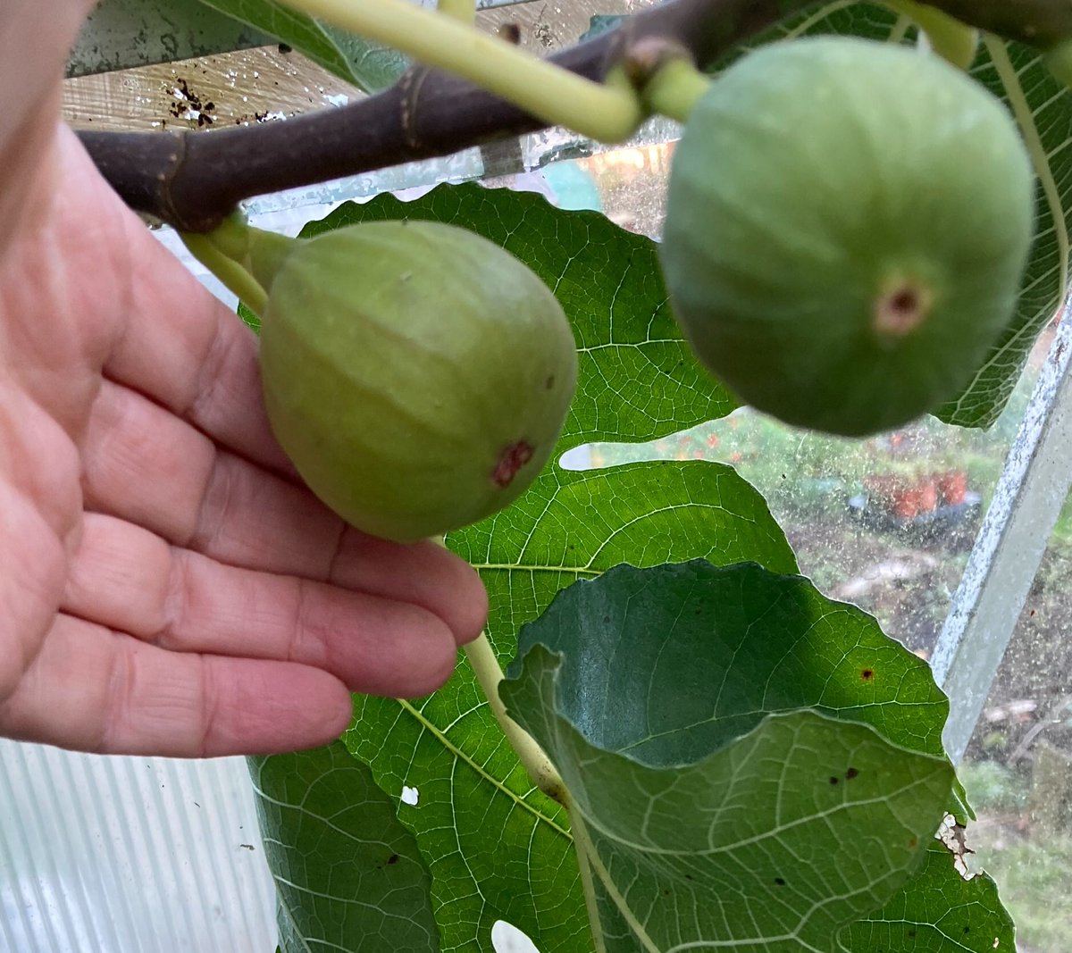 janet_t_55's tweet photo. #FigWatch continues...more on the way...😊
#AllotmentLife #GYO #GIY #Greenhouse https://t.co/Xol6lxqfeh