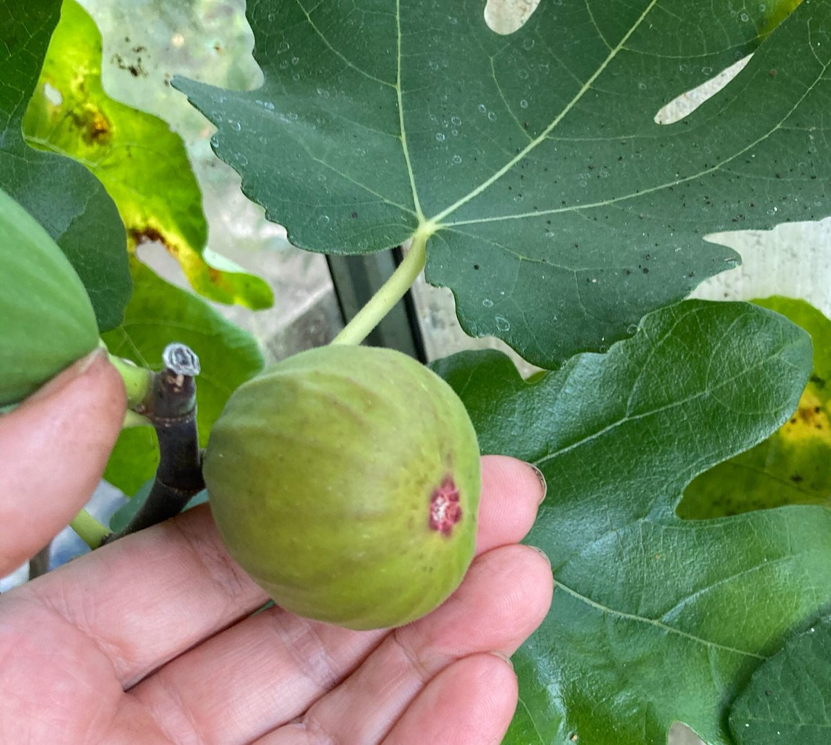 janet_t_55's tweet photo. #FigWatch continues...more on the way...😊
#AllotmentLife #GYO #GIY #Greenhouse https://t.co/Xol6lxqfeh