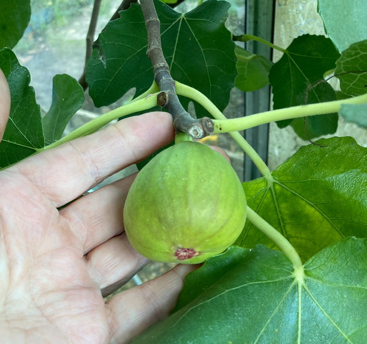 janet_t_55's tweet photo. #FigWatch continues...more on the way...😊
#AllotmentLife #GYO #GIY #Greenhouse https://t.co/Xol6lxqfeh