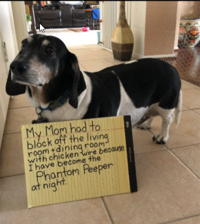 Dog Shaming tweet media