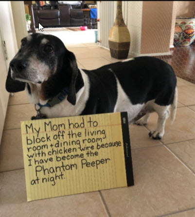 Baxter is a Dachshund/Basset rescue dog. He is a perfect angel during the day, but refuses to go outside in the middle of the night to relieve himself. #BassetHound #Dachshund dogshaming.com/2020/10/baxter…