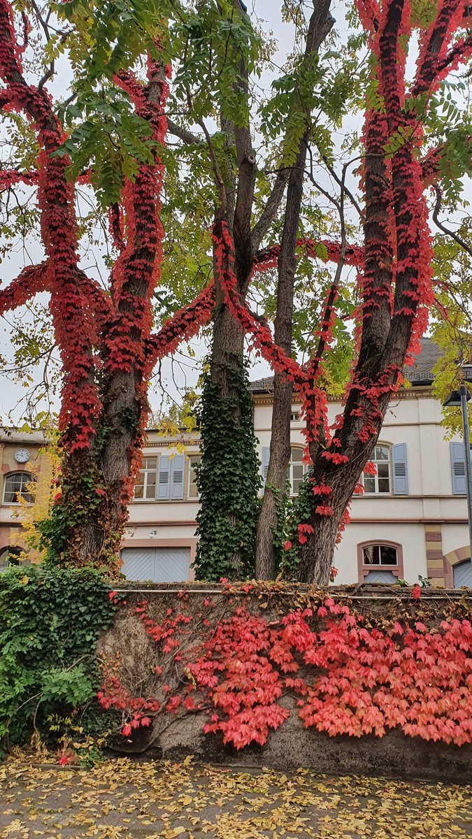 Ein Götterdämmerung schmückt sich mit fremden Blättern.