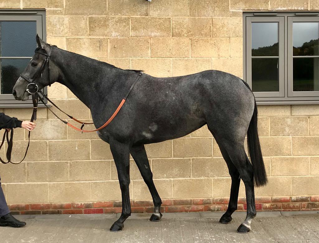 HotToTrotRacing's tweet photo. So pleased to have this filly by #HolyRomanEmperor ROMAN MIST as a late season addition to Hot To Trot! She is with young trainer @TomWardRacing at his state of the art new yard in #UpperLambourn. A great team to be involved with and a lovely filly! https://t.co/hcsEIaL4MO