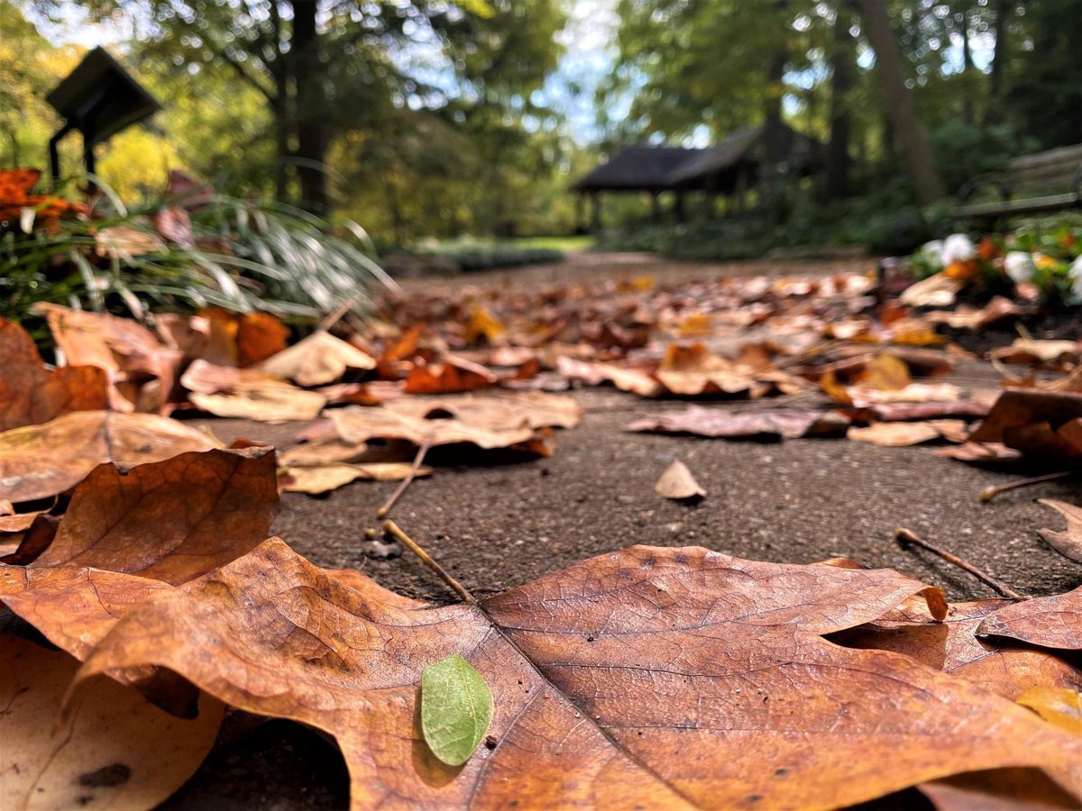 CityGreenville's tweet photo. The colors we’re seeing around the city are “leaf”ing us speechless. It certainly feels like Fall here in Falls Park today. Where are you seeing the prettiest colors around our area? #FallsPark #yeahTHATgreenville #FallsColors #Fall https://t.co/DZBxhduGqo