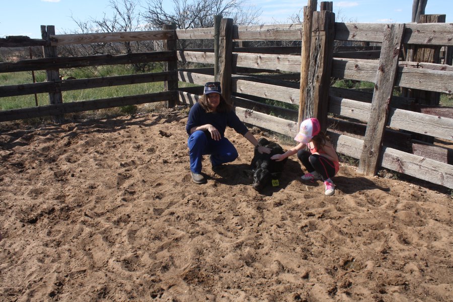 TheJornada's tweet photo. Remember this newborn #calf (back in March)?? Just look at him now! A fine healthy young bull just 7 months later #timeflies #theygrowupsoquick #cattle @Emile_H_Elias https://t.co/YKCnCFQ8az