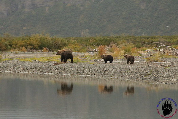 AKBearTweet's tweet photo. Reflecting back on last summers adventures and feeling grateful 🐻 ❤️ #alaskabearadventures https://t.co/gGWofCRHOR