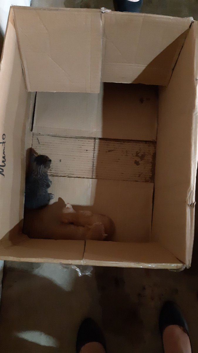 Holi amigos, soy yo de nuevo para los RTs
Estos gatitos están en mi laburo, nadie les quiere adoptar, mi corazoncito no puede con esto. Los 3 son machitos, tienen aproximadamente 20 días de nacimiento.
Ayúdenme a encontrarles un hogar por favor! 😭🙏🏻 https://t.co/H8QEBL8aH1