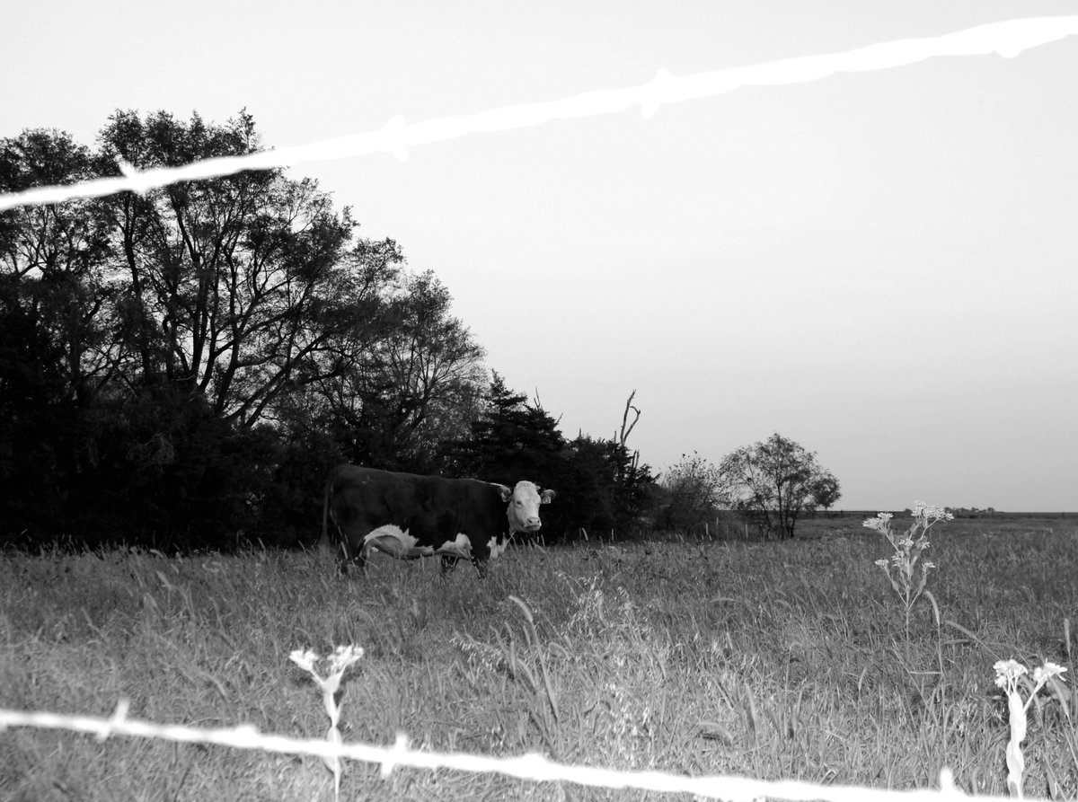 BCCHS_Eagles's tweet photo. Thank goodness #FlyerThursday is back! Here are some of the best photos from the first Photojournalism out-of-class assignment, featuring the work of Erin Walden (pink flower), Heidi White (cow) and Karol Lopez-Mejia (pollinator). #EaglesICT https://t.co/OuDms1bmIq