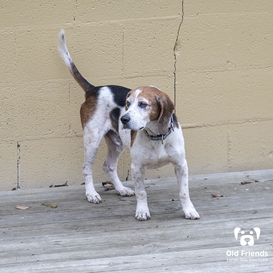 oldfriendssds's tweet photo. "Come on guys, I have been waiting for hours!"- Fiddle
#ofsds #ofsdsfiddle #seniordogs https://t.co/ubgru9Bda0