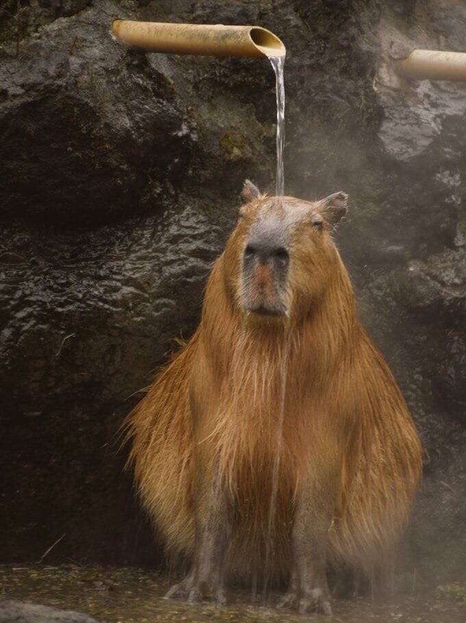 CAPYBARA_MAN's tweet photo. Me in the shower before work contemplating if I really need this job https://t.co/m83Cj5L32X