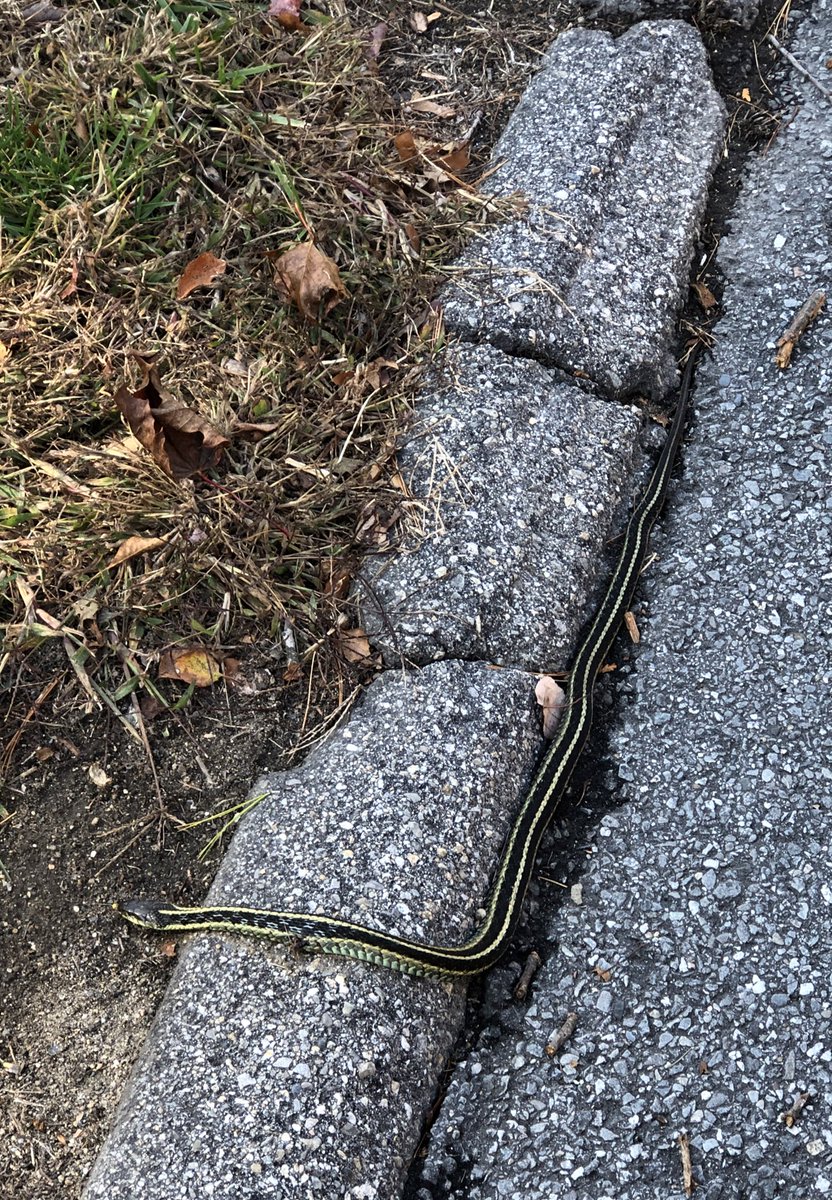 If you heard screaming, that was my Mommy. She saw this while out for a short walk. 🐍 https://t.co/8mw76ZOcHV