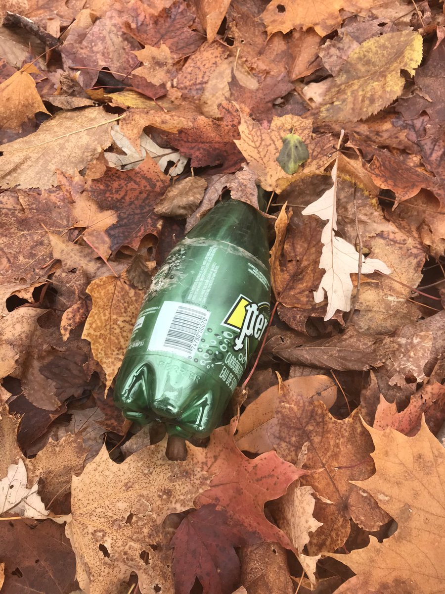MrFischerHT's tweet photo. Forest biology... measuring soil temperature and moisture using Vernier probes, conducting quadrat samples to estimate the number of trees in the area, and completing a photo scavenger hunt looking for different abiotic and biotic elements @HolyTrinityOCSB #ocsbScience https://t.co/Q7HaMZLBob