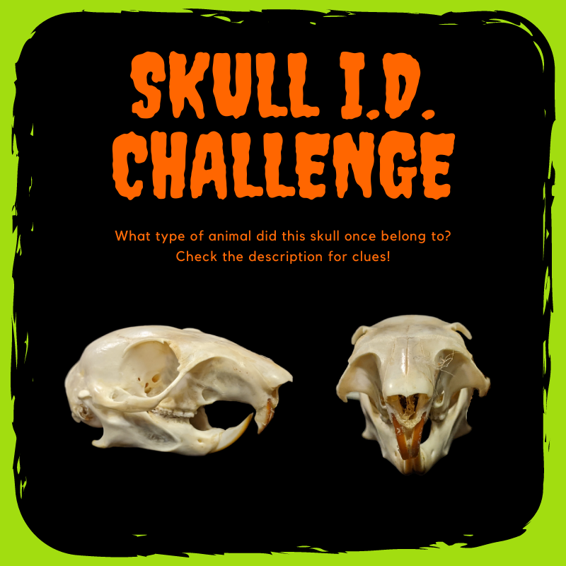 Woodlands Nature Station in LBL tweet media