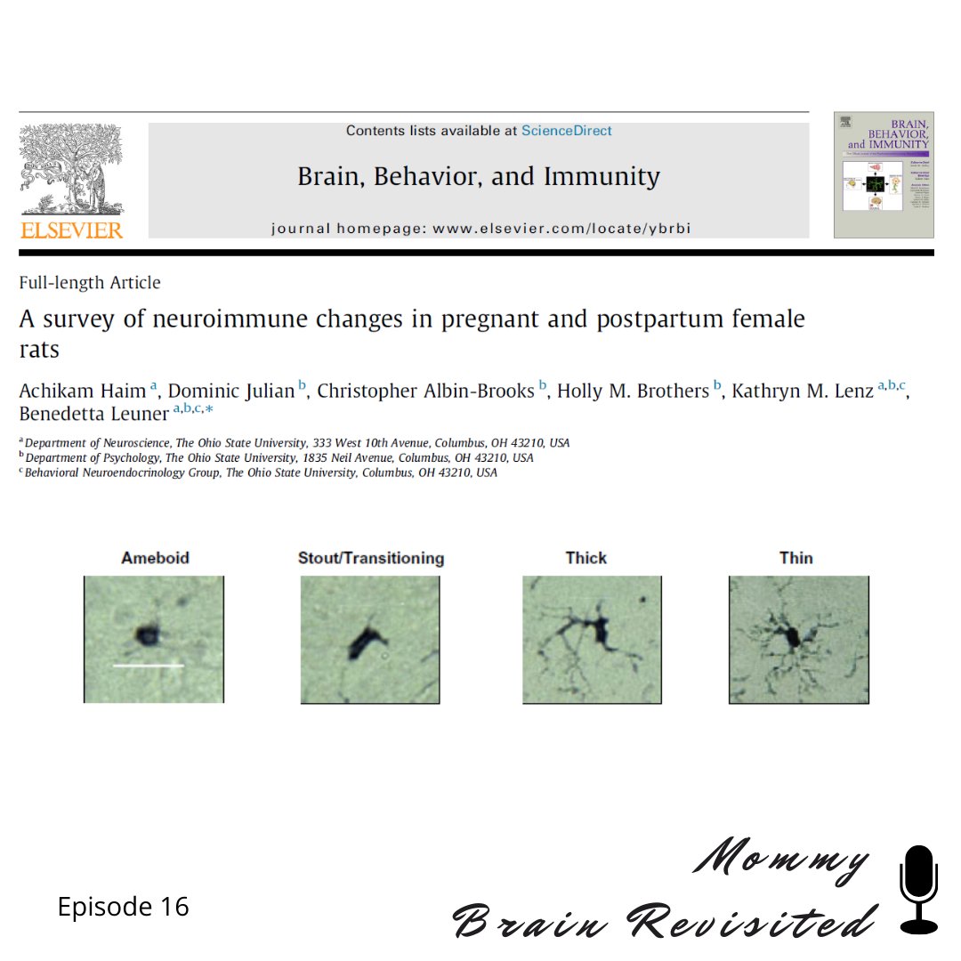 MommyBrain_Pod's tweet photo. Episode out! I talk w/ Dr. Benedetta Leuner @LeunerLab 
@OhioState about her research on neuroimmune changes during pregnancy/postpartum (@BrainBehavImm ). So important!

We also talk about how #microglia may play a role in #PPD + how important it is to study the #maternalbrian! https://t.co/DyqxFhxVgr
