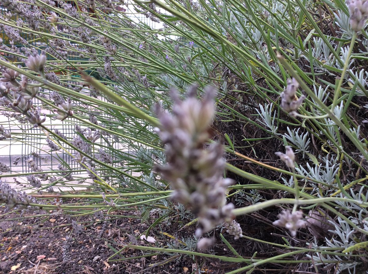 Durham Lane Primary tweet media