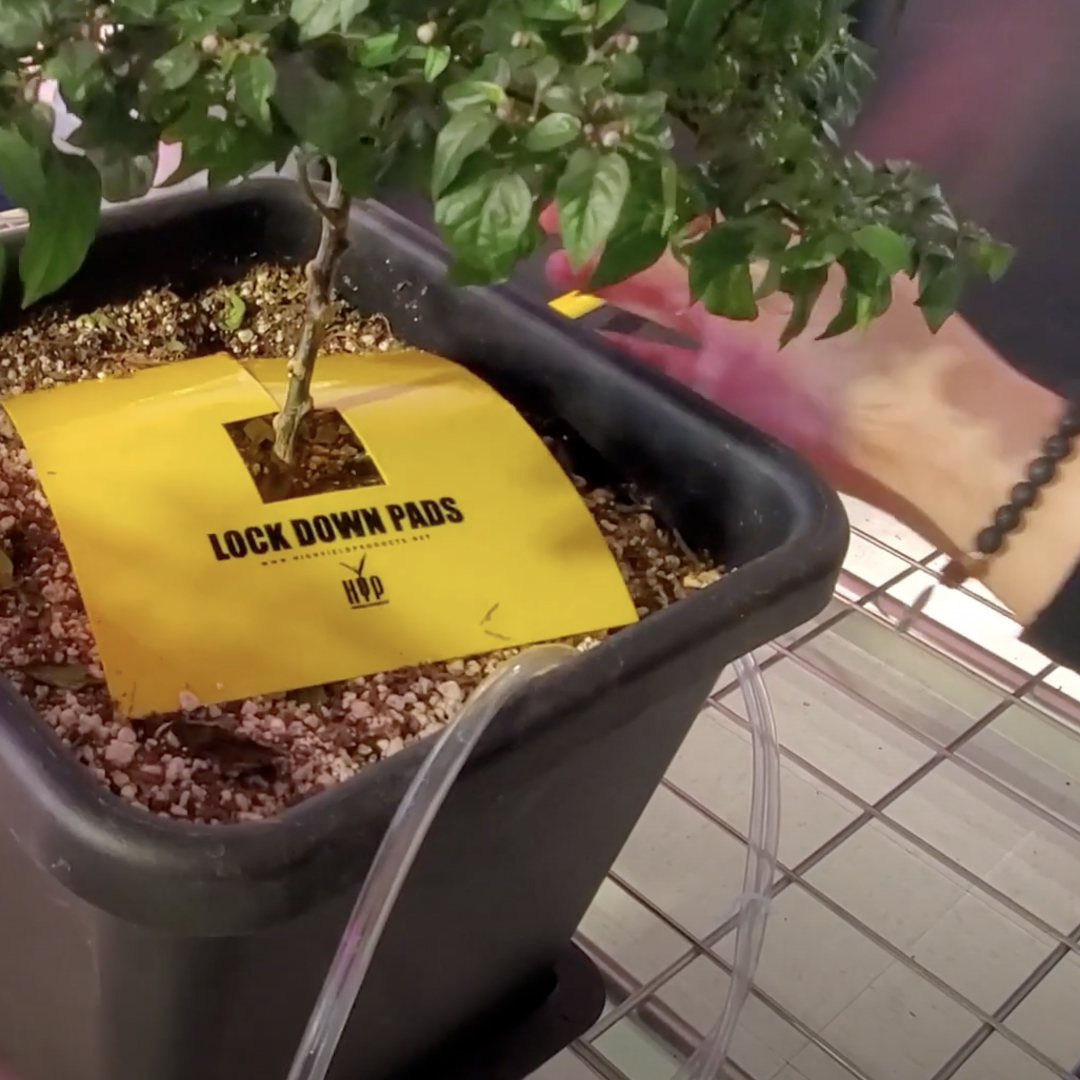 hyproducts's tweet photo. Use Square Lockdown Pads to fit hydroponic systems, such as the AutoPot.

Learn more https://t.co/UhxbGc3TiU https://t.co/QOhWT7QdME