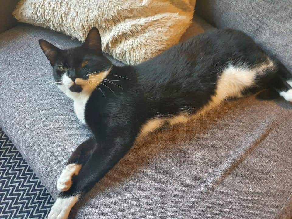 The_Animal_Team's tweet photo. #Otty escaped from the Vet in #Pulborough #WestSussex on 19/10/20. He ran off in the direction of #RiverMead / #LittleDippers. Big fluffy black and white lad. https://t.co/b5E2npZ07c #CatsOfTwitter #cats #lostcat #missingcat https://t.co/0jE8Z5ZBxU
