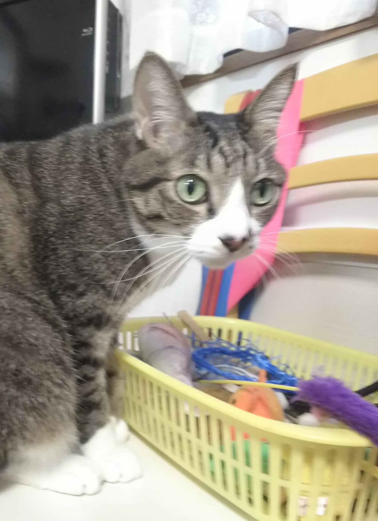 キラキラ⭐️　ひょっこり猫 しずわらひなた on X: 