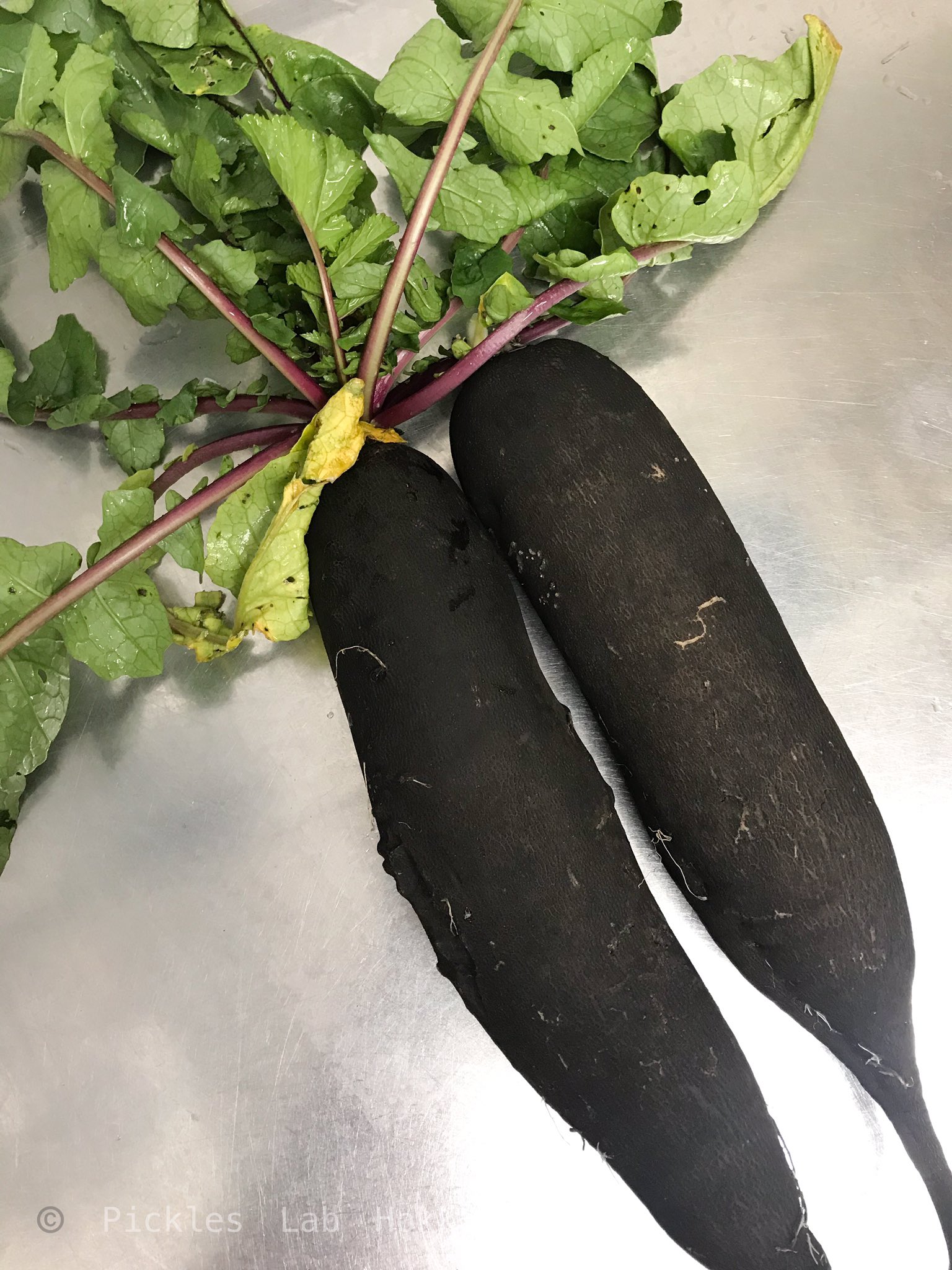 Pickles Lab Hokkaido 北海道ピクルス研究所 写真は噂 の黒い大根 黒長大根 です 2枚目は赤い大根の 紅くるり ハロウィンピクルスのコウモリは この黒大根を使って美味しいコウモリです 美 と 健康 そして 時短 がテーマのこだわり Pickles Lab Hokkaido 北海道ピクルス研究所 写真は噂 の黒い大根 黒長大根 です 2枚目は赤い大根の 紅くるり ハロウィンピクルスのコウモリは この黒大根を使って美味しいコウモリです 美 と 健康 そして 時短 がテーマのこだわり