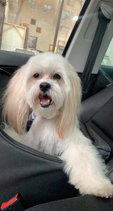 My dog is perfect 🥺 https://t.co/KW0jSVQHxq