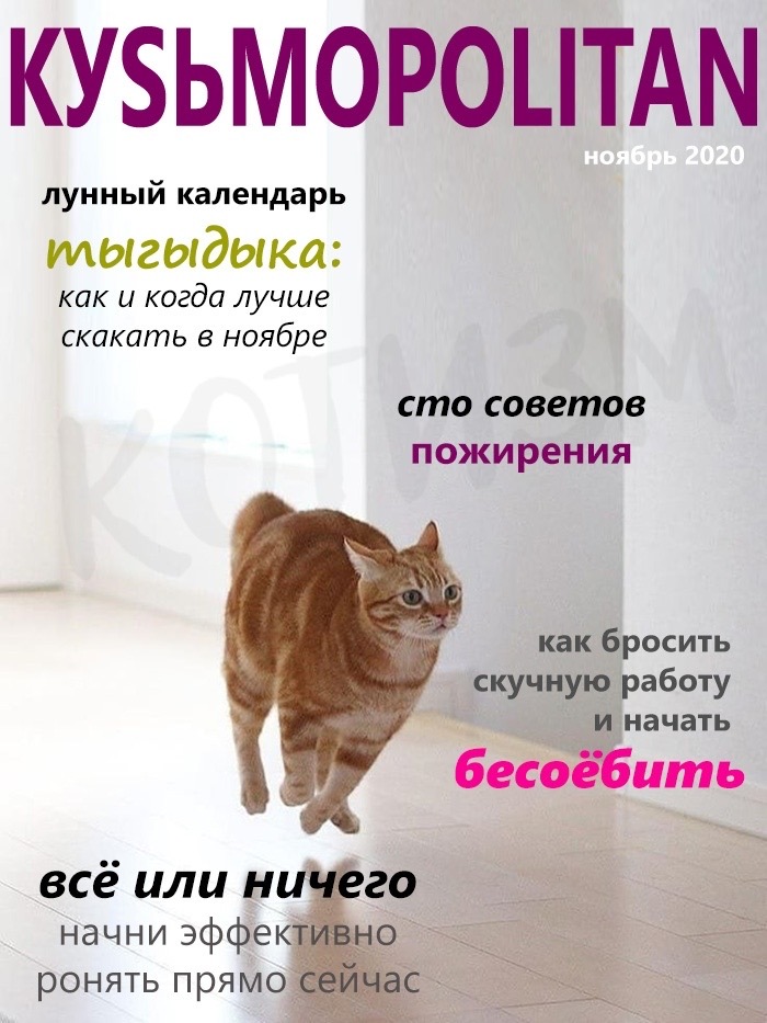 Журнал, который тайком выписывает твой кот
