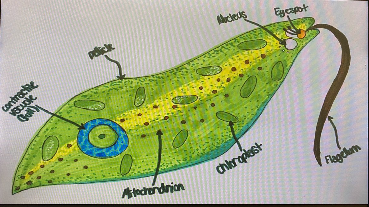 ScienceStrong's tweet photo. Students were the teachers today as they presented their cell organelle projects with their remote partners via Zoom. We all enjoyed some great cell artwork as well, while learning about the functions and interactions of cell organelles! #barkercsd https://t.co/EGgUBI5QWX
