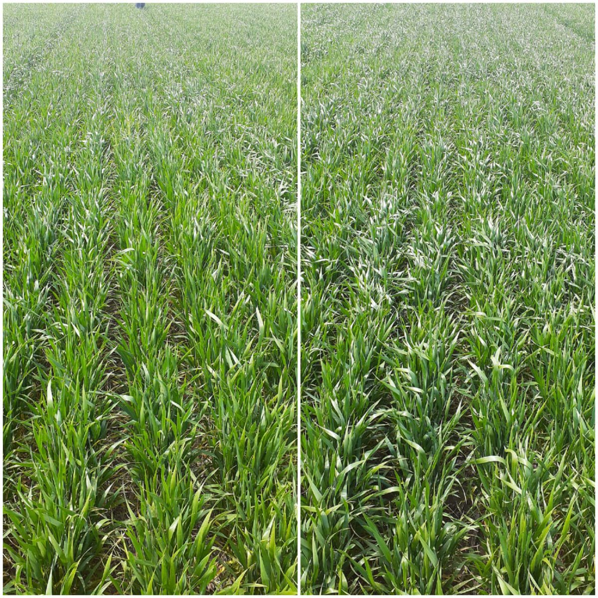 Testigo a la izquierda / Accomplish LM derecha 

Recorrida de ensayos realizado junto a <a href="/VientoSurAgro/">Viento Sur</a> observando parcelas con #AccomplishLM

Mayor desarrollo aéreo✅
Cierre de surco mas rápido✅
Mayores valores de NDVI ✅

Seguimos evaluando nuestras tecnologías 🌾