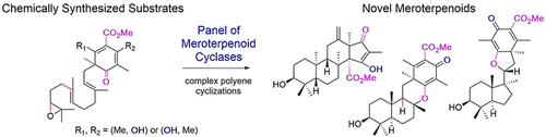 Exploiting the Potential of Meroterpenoid Cyclases to Expand the Chemical Space of Fungal Meroterpenoids (Abe) onlinelibrary.wiley.com/doi/10.1002/an…