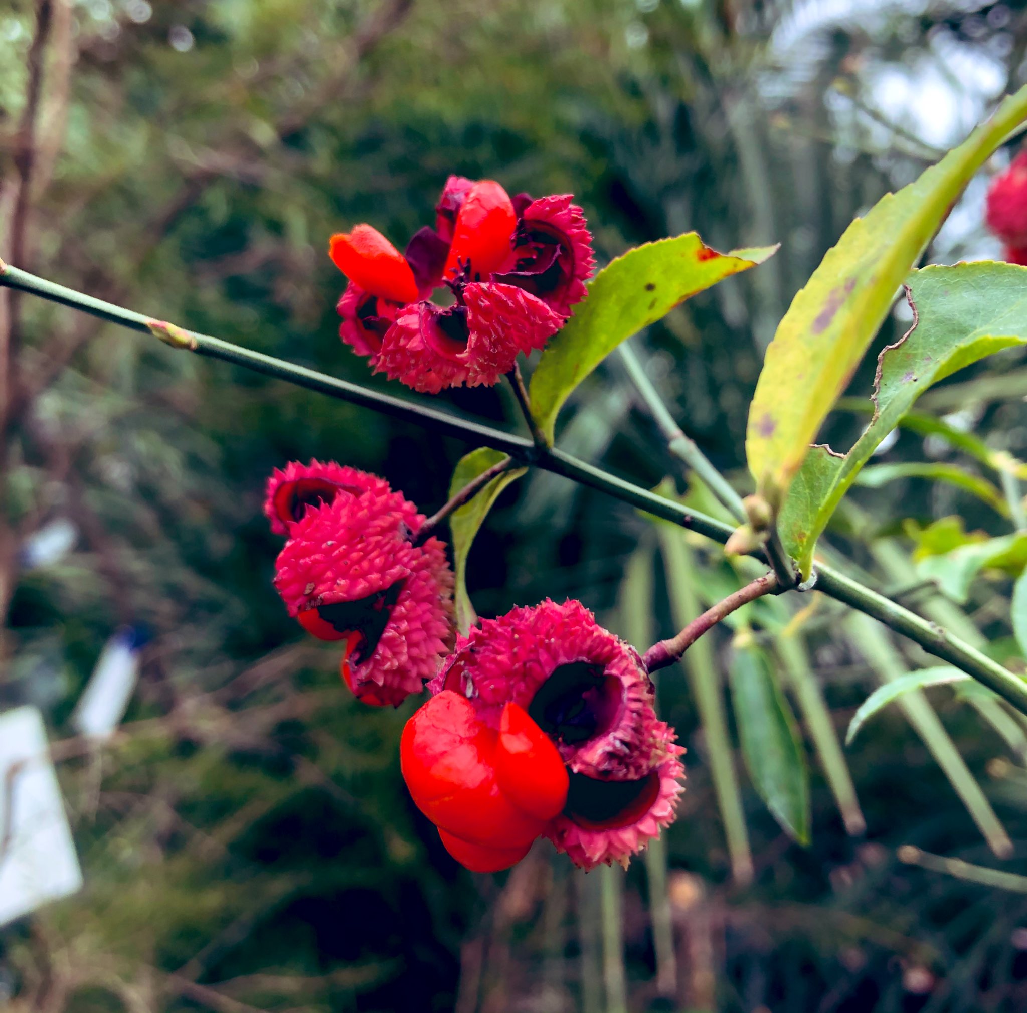 Hirutan25 長期休止中 おはようございます 今日は秋にﾄﾞﾘｱﾝの様な赤実が弾け 赤い種子が現れる 面白い花 ツリバナアメリカーナ 葉が涼しげな細葉になる珍しい品種です 花言葉は 片思い です アメリカンなﾏﾕﾐさんですかね 赤い色はときめく色で