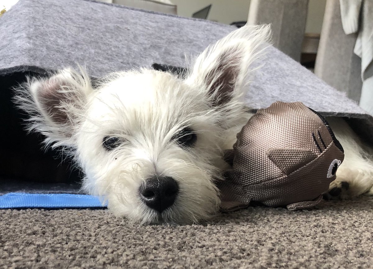 JockMcGorgeous's tweet image. Hey Pals ‼️ how are you all doing today ? #westie #ears #howdoyoudo #Dog #puppy