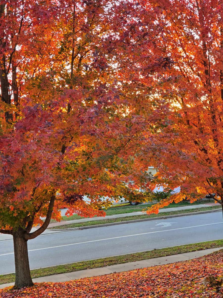 New Bloom Landscaping (@newbloomscapes) on Twitter photo 