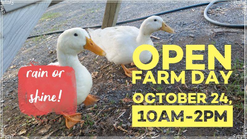 BuyLocalNB's tweet photo. With the provincial 'Open Farm Day' events reduced to being online only this year, don't miss out on the final day of @Hayes_UTF in person #OpenFarmDays happening this Saturday in #Fredericton! https://t.co/UEcEwu8nM7
