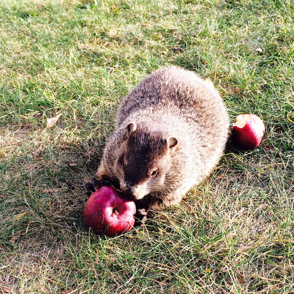 ouhousing's tweet photo. This groundhog's favorite thing about fall at OU is the apples that fall from the tree. They like to sit and snack near Bear Lake. 

Share with us what you love most about the fall at OU on Instagram with the hashtag #OUisHome. Visit https://t.co/4IDHDUBzOE for more details. https://t.co/HtdxbQhd98