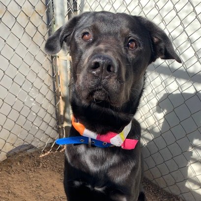 TCRAS's tweet photo. It's #MakeADogsDay! What are you doing to help your pooch feel extra special? Thinking of adopting? Join us for an Adoption Fair at @heubergermotors today between 2-6 pm. Special gift from Heuberger Subaru with each adoption! Thank you @ASPCA and @subaru_usa!
#SubaruLovesPets https://t.co/RqNl9QeAKB