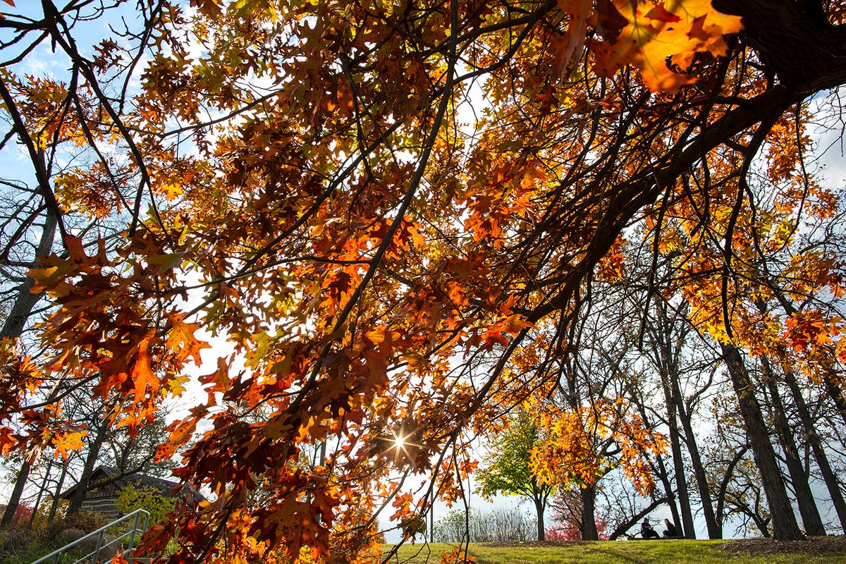 Fall brings a stunning breadth of color to the UW-Whitewater campus. 💜🍁🍂
(UW-Whitewater photo/Craig Schreiner)