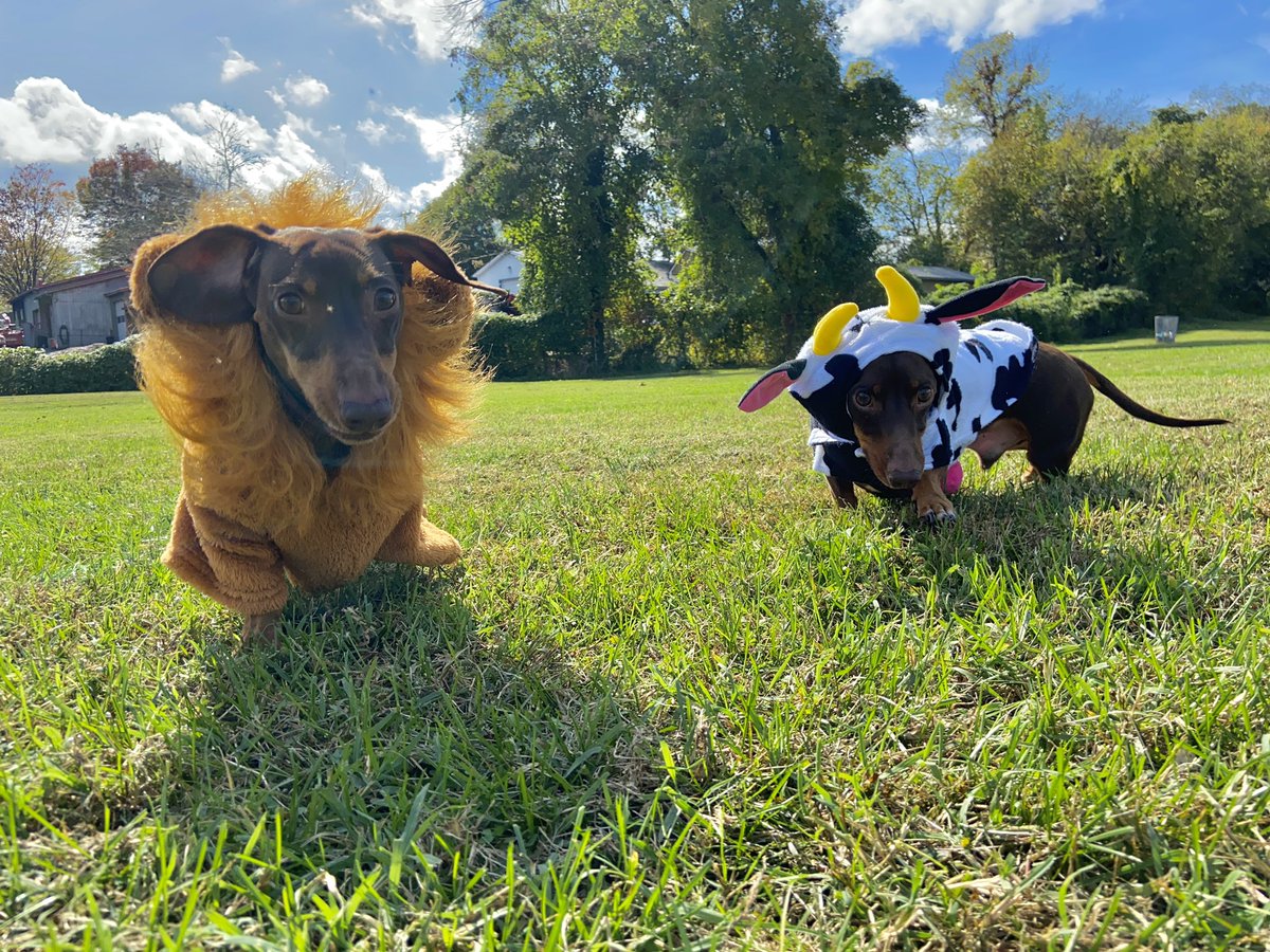 a dogtober double feature for dogtober twenty-second